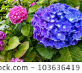 Hydrangea like parent and child of blue and small purple 103636419
