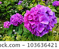 Hydrangea like triplets of large, medium and small 103636421
