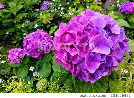 繡球花像大中小三胞胎 103636421