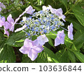  繡球花 103636844