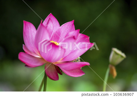 蓮花 103636907