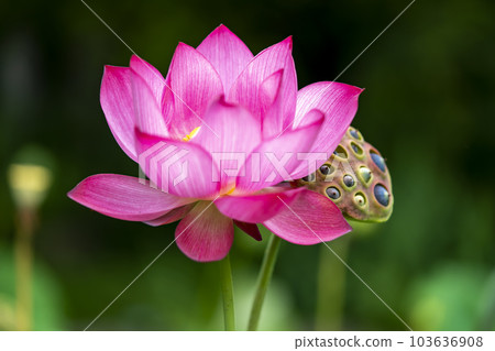 蓮花 103636908