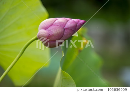 蓮花的芽 103636909