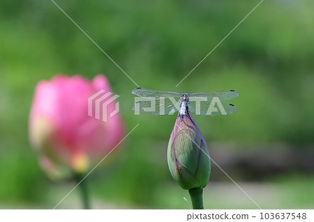 古蓮花 古蓮花 103637548