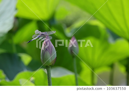 古蓮花 古蓮花 103637550