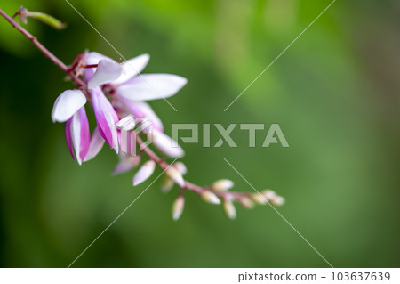 Flowers of Niwa Fuji 103637639