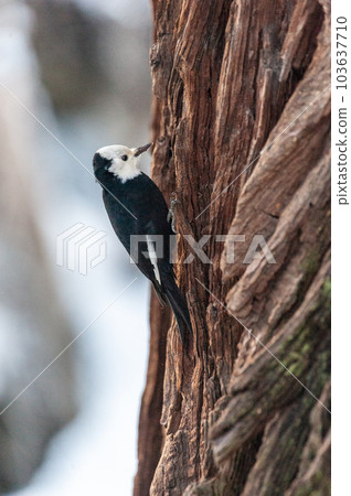 White-headed woodpecker on a tree White-headed woodpecker on a tree 103637710