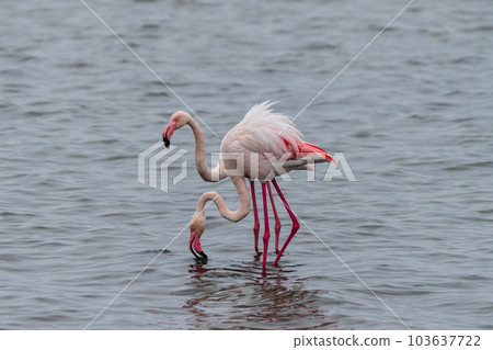 Flamingos near Walvis Bay 103637722