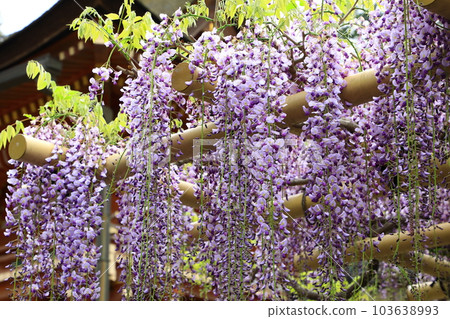 World Heritage Kasuga Taisha Shrine Wisteria in full bloom World Heritage Kasuga Taisha Shrine Wisteria in full bloom 103638993