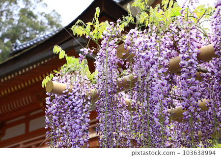 World Heritage Kasuga Taisha Shrine Wisteria in full bloom 103638994