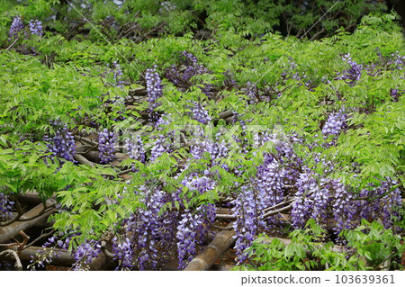 World Heritage Kasuga Taisha Shrine Wisteria in full bloom World Heritage Kasuga Taisha Shrine Wisteria in full bloom 103639361