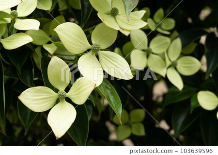 Pale yellow-green petaled Japanese dogwood (Yamaboshi) Hong Kong ensis space available Pale yellow-green petaled Japanese dogwood (Yamaboshi) Hong Kong ensis space available 103639596
