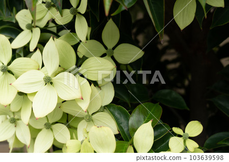 Pale yellow-green petaled Japanese dogwood (Yamaboshi) Hong Kong ensis space available Pale yellow-green petaled Japanese dogwood (Yamaboshi) Hong Kong ensis space available 103639598