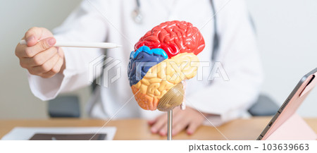 doctor with human Brain anatomy model and tablet. World Brain Tumor day, Brain Stroke, Dementia, alzheimer, parkinson and world mental health concept doctor with human Brain anatomy model and tablet. World Brain Tumor day, Brain Stroke, Dementia, alzheimer, parkinson and world mental health concept 103639663