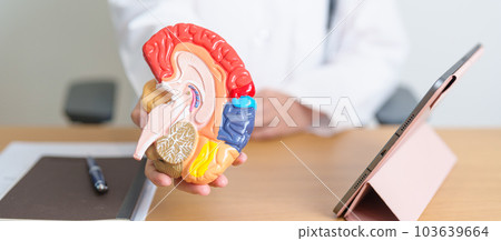 doctor with human Brain anatomy model and tablet. World Brain Tumor day, Brain Stroke, Dementia, alzheimer, parkinson and world mental health concept doctor with human Brain anatomy model and tablet. World Brain Tumor day, Brain Stroke, Dementia, alzheimer, parkinson and world mental health concept 103639664