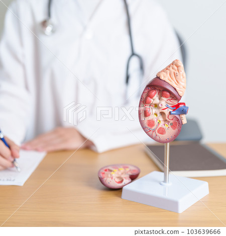 Doctor with Kidney Adrenal gland anatomy model. disease of Urinary system and Stones, Cancer, world kidney day, Chronic kidney, Urology, Nephritis, Renal, Transplant and health concept 103639666