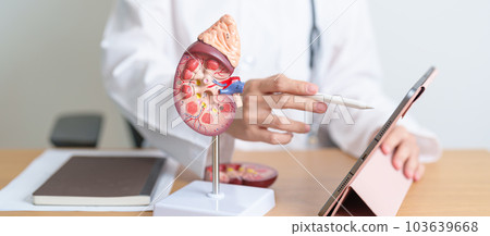 Doctor with Kidney Adrenal gland anatomy model and tablet. disease of Urinary system and Stones, Cancer, world kidney day, Chronic kidney, Urology, Nephritis, Renal, Transplant and health Doctor with Kidney Adrenal gland anatomy model and tablet. disease of Urinary system and Stones, Cancer, world kidney day, Chronic kidney, Urology, Nephritis, Renal, Transplant and health 103639668