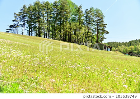 Flowery Meadow of Harjeon Flowery Meadow of Harjeon 103639749