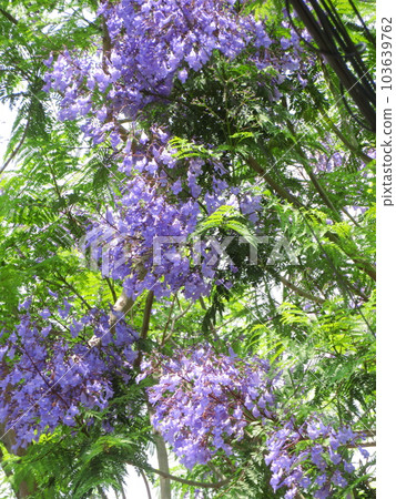 城市中的藍花楹樹 103639762