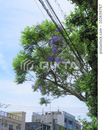 城市中的藍花楹樹 103639767