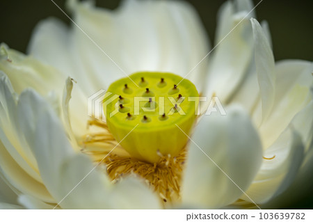 白蓮花（白蓮花） 103639782