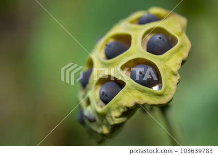 蓮花盆栽種子 103639783