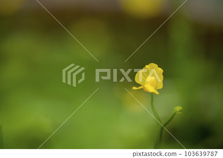 Obanite raccoon dog Obanite raccoon dog 103639787