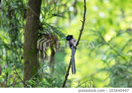 Sannobouchou的男性 Sannobouchou的男性 103640497