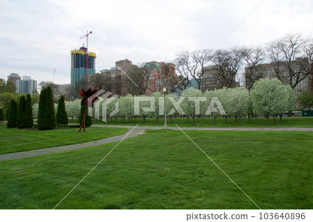 CHICAGO, ILLINOIS, UNITED STATES - May 12, 2018: White blossoming cherry trees and cherry blossoms at Millennium Park in downtown Chicago 103640896