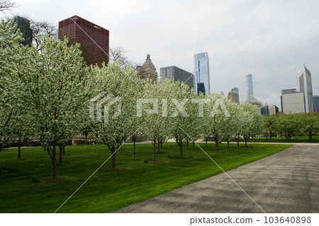 CHICAGO, ILLINOIS, UNITED STATES - May 12, 2018: White blossoming cherry trees and cherry blossoms at Millennium Park in downtown Chicago 103640898