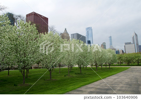 CHICAGO, ILLINOIS, UNITED STATES - May 12, 2018: White blossoming cherry trees and cherry blossoms at Millennium Park in downtown Chicago 103640906