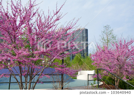 CHICAGO, ILLINOIS, UNITED STATES - May 11, 2018: Pink flowering cherry trees and cherry blossoms at Millennium Park in downtown Chicago 103640940
