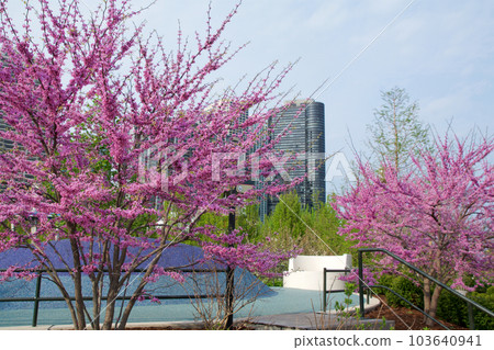 CHICAGO, ILLINOIS, UNITED STATES - May 11, 2018: Pink flowering cherry trees and cherry blossoms at Millennium Park in downtown Chicago 103640941