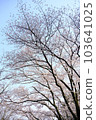 Cherry blossom trees under the blue sky 103641025