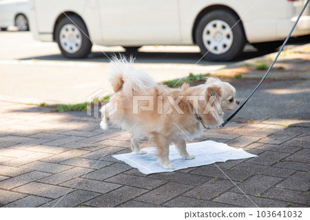 吉娃娃在戶外散步時在衛生紙上撒尿 103641032
