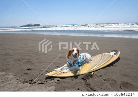 A dog wearing an Aloha shirt is riding a surfboard in the sea A dog wearing an Aloha shirt is riding a surfboard in the sea 103641214