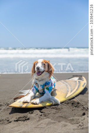 A dog wearing an Aloha shirt is riding a surfboard in the sea 103641216