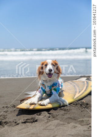 A dog wearing an Aloha shirt is riding a surfboard in the sea 103641217