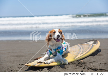 A dog wearing an Aloha shirt is riding a surfboard in the sea 103641220
