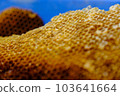 Beeswax honey honeycomb close-up 103641664