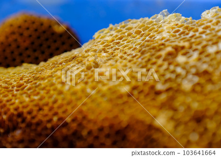 蜂蠟蜂蜜蜂窩特寫 蜂蠟蜂蜜蜂窩特寫 103641664