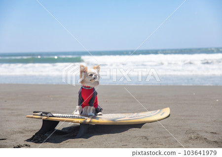 Chihuahua wearing a rash guard on a surfboard in the ocean 103641979
