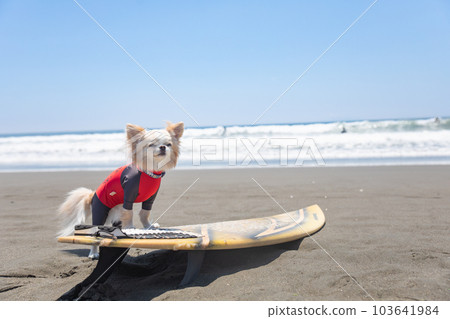 Chihuahua wearing a rash guard on a surfboard in the ocean 103641984