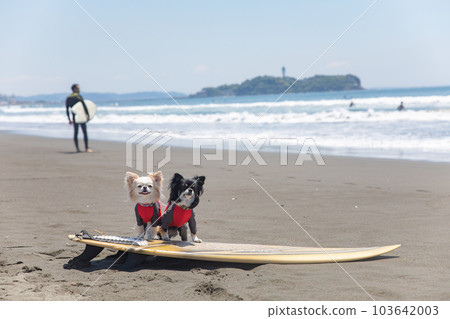 Chihuahua wearing a rash guard on a surfboard in the ocean 103642003