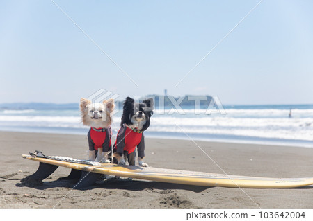 Chihuahua wearing a rash guard on a surfboard in the ocean 103642004
