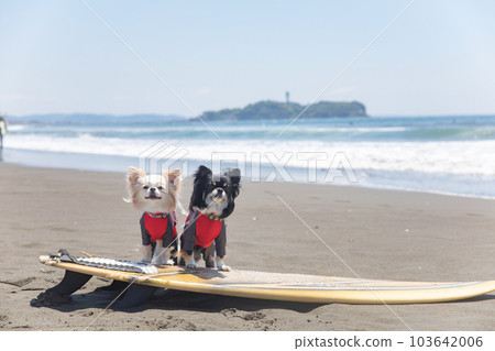 Chihuahua wearing a rash guard on a surfboard in the ocean 103642006