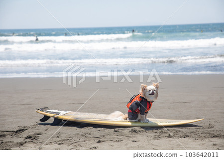 Chihuahua wearing a rash guard on a surfboard in the ocean Chihuahua wearing a rash guard on a surfboard in the ocean 103642011