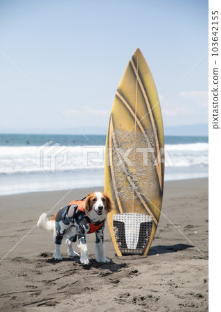 dog riding a surfboard in the ocean 103642155