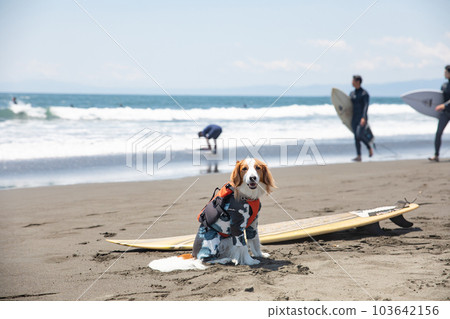 dog riding a surfboard in the ocean 103642156