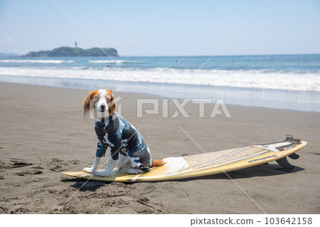 dog riding a surfboard in the ocean 103642158